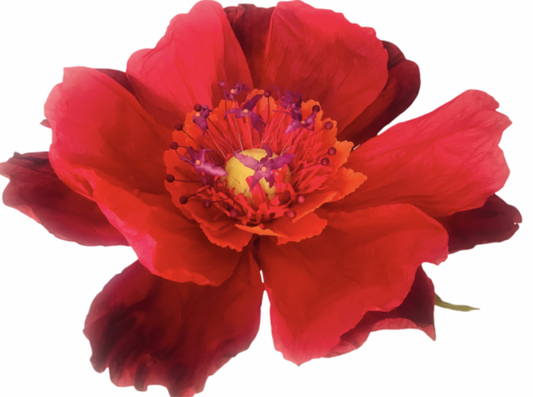 Large Paper Flower- Red