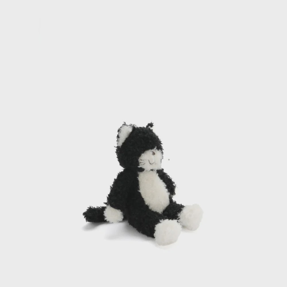 Checkers the Kitten Black
